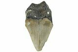 Bargain, Fossil Megalodon Tooth - Serrated Blade #295429-1